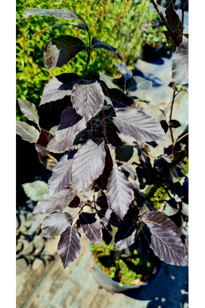 Бук лісовий Атропуніцеа Пурпуреа 